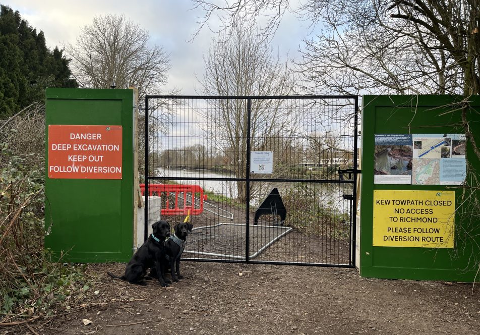 Images shows two black dogs sitting in front of a black metal safety gate. To the left is a red sign Danger Deep Excavation Keep Out Follow Diversion. To the right is a yellow sign which reads Kew towpth closed no access to richmond please follow diversion route. The hoarding is green. The river can be seen in the background running along side the path
