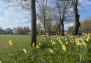 Image shows a display of daffodils under the trees along side an expanse of grass. We can see houses in the distance.
