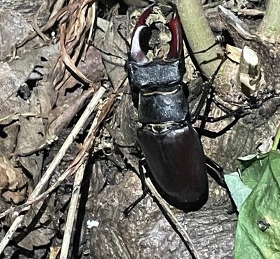 Image shows a large black beetle in the centre crawling on dead roots and cut shoots. It has large deep red spiked pincers.