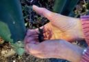 Image shows a black stag beetle being placed on the ground. The beetle is nestled in a lady's hands and is being placed between the posts of a green metal fence among roots and leaves.