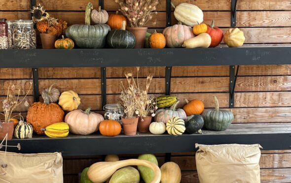 Autumn Produce 2